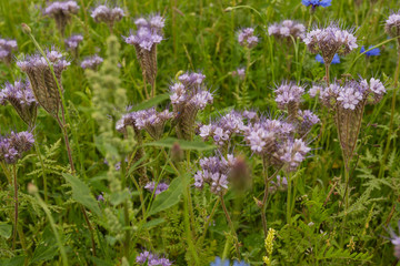 Lila Feld mit Phacelia