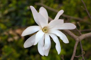 Fototapeta premium White Magnolia