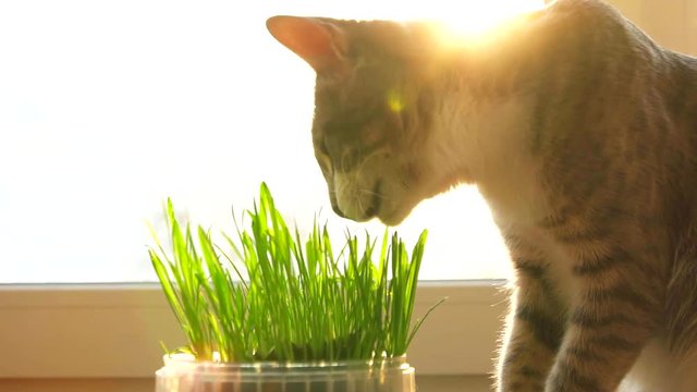 cat with feline grass. Natural vitamins. care for pets.