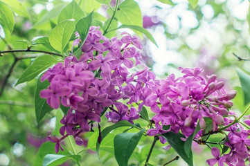 Fototapeta na wymiar Branch of pink lilac.