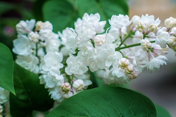 Branch of white lilac.