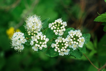Common cherry blossoms on a Bush.