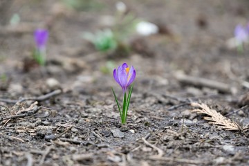 Spring flowering. Purple crocus flowers in the park. Slovakia
