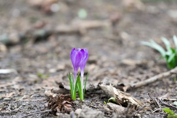 Spring flowering. Purple crocus flowers in the park. Slovakia