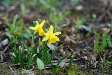 Foto op Canvas Daffodil flower in grass. Slovakia © Valeria