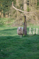 Lamb looking at you