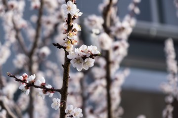 Spring tree flowering. Pink flowers. Slovakia