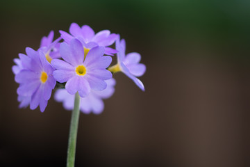 Fototapeta premium flowers spring nature love