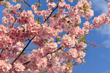Cherry blossom tree, Jersey U.K.
Spring tree in bloom.