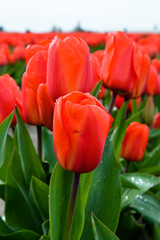 Spring Tulip Fields
