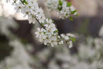 Spring tree flowering white blooming tree. Slovakia