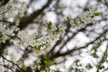 Spring tree flowering white blooming tree. Slovakia