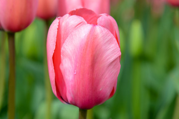 Spring Tulip Fields