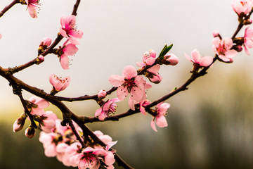 Japanese chery blossom