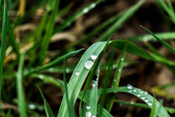 Morning dew on grass