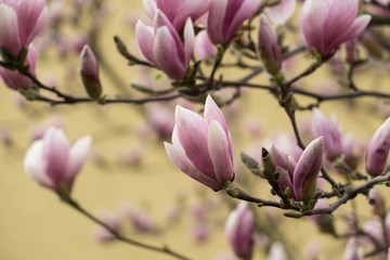 Obraz na płótnie Canvas Spring tree flowering - Magnolia flower. Slovakia