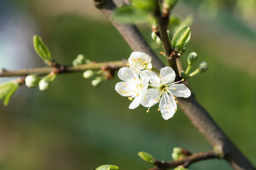 Mirabellenblüte Obstbaumblüte