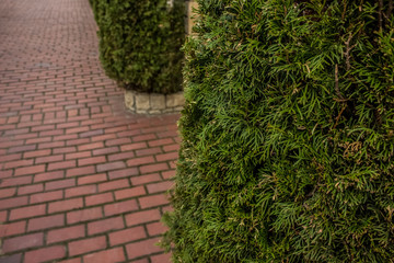 green tree and brick floor