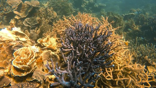 A scenic slow moton shot of a blue tipped branching coral reef.