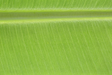 Close up backlit yellow green color live tree leaf natural furcate vein net create venation pattern...