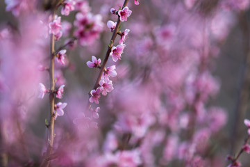 Fototapeta na wymiar Spring pink flower