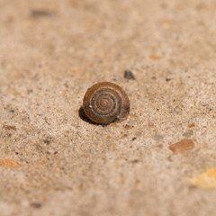 small snail