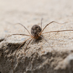 small spider two