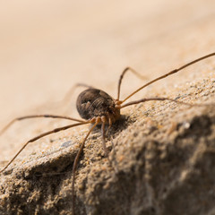 small spider