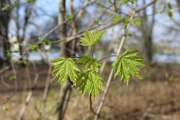 Spring young leaves of Canadian maple