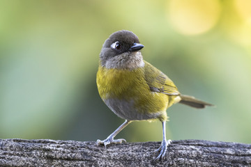 Fototapeta premium common chlorospingus alajuela costa rica
