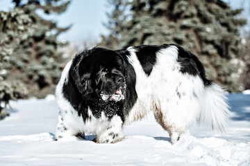 Black and white Newfoundland on the road with snowy trees. Dog on walk in the winter. In thoroughbred dogs nose stained snow. Newfoundland playing in the snow.