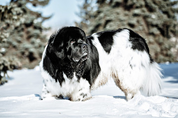 Black and white Newfoundland on the road with snowy trees. Dog on walk in the winter. In thoroughbred dogs nose stained snow. Newfoundland playing in the snow.