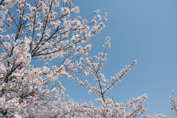 hanami