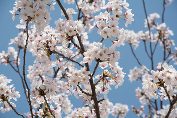 hanami