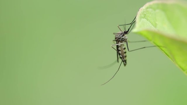 Aedes aegypti Mosquito. Close up a Mosquito, Mosquito on leaf,