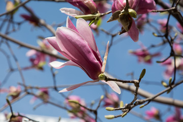 hanami