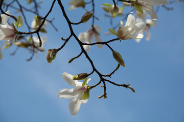 hanami