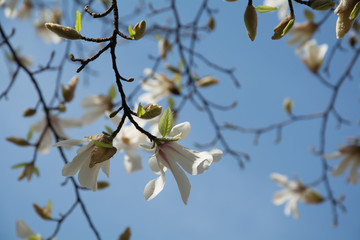 hanami