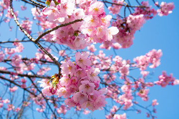 Obraz premium hanami