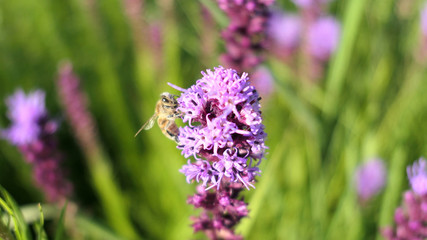 Western honey bee (Apis mellifera) feeding on a prairie blazing star flower.