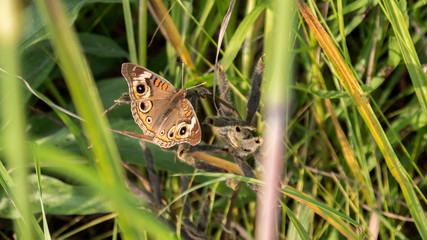 Common Buckeye (Junonia coenia) warming its wings during sunset on the prairie