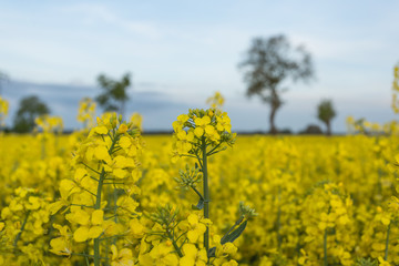 gelbes Rapsfeld nit B&auml;umen