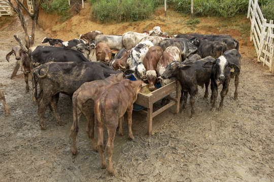 Bezerros da a&ccedil;a Gir em curral de propriedade rural de Guarani, Minas Gerais