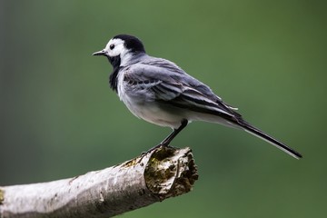 Bachstelze 4