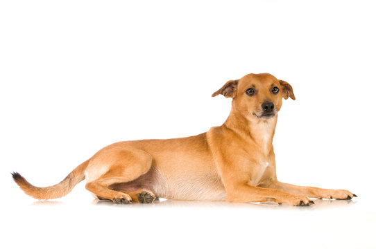 Liegender Mischlingshund isoliert auf wei&szlig;em Hintergrund