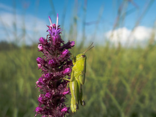 Grasshopper perched on a Prairie Blazing Star (Liatris pycnostachya) flower.
