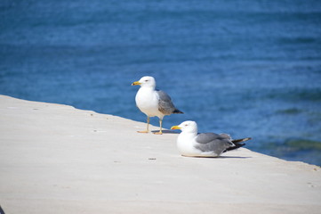 Gaviotas, Cádiz