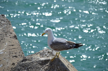 Gaviota, Cádiz