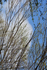 Rami d'albero sullo sfondo del cielo