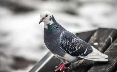 Dove